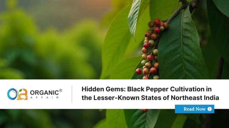 Black Pepper Cultivation in the Lesser-Known States of Northeast India